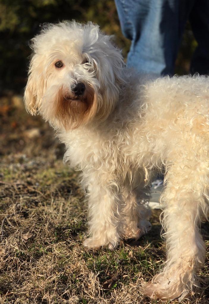 Gregory, Adopted, Adult Male Maltese & Poodle.
