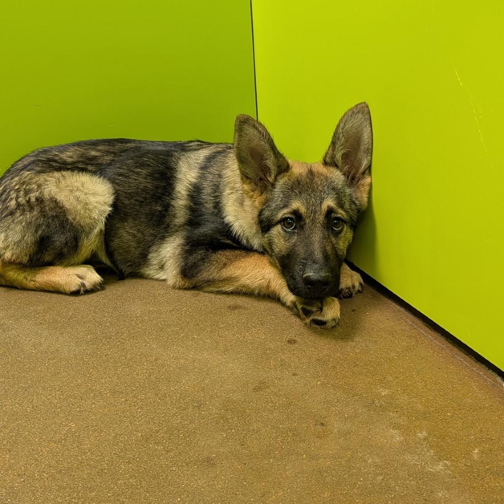 India, Adoptable, Puppy Female Shepherd & Belgian Shepherd / Malinois.