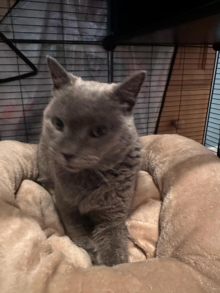 Zelda, Adoptable, Senior Female Domestic Short Hair & Russian Blue.