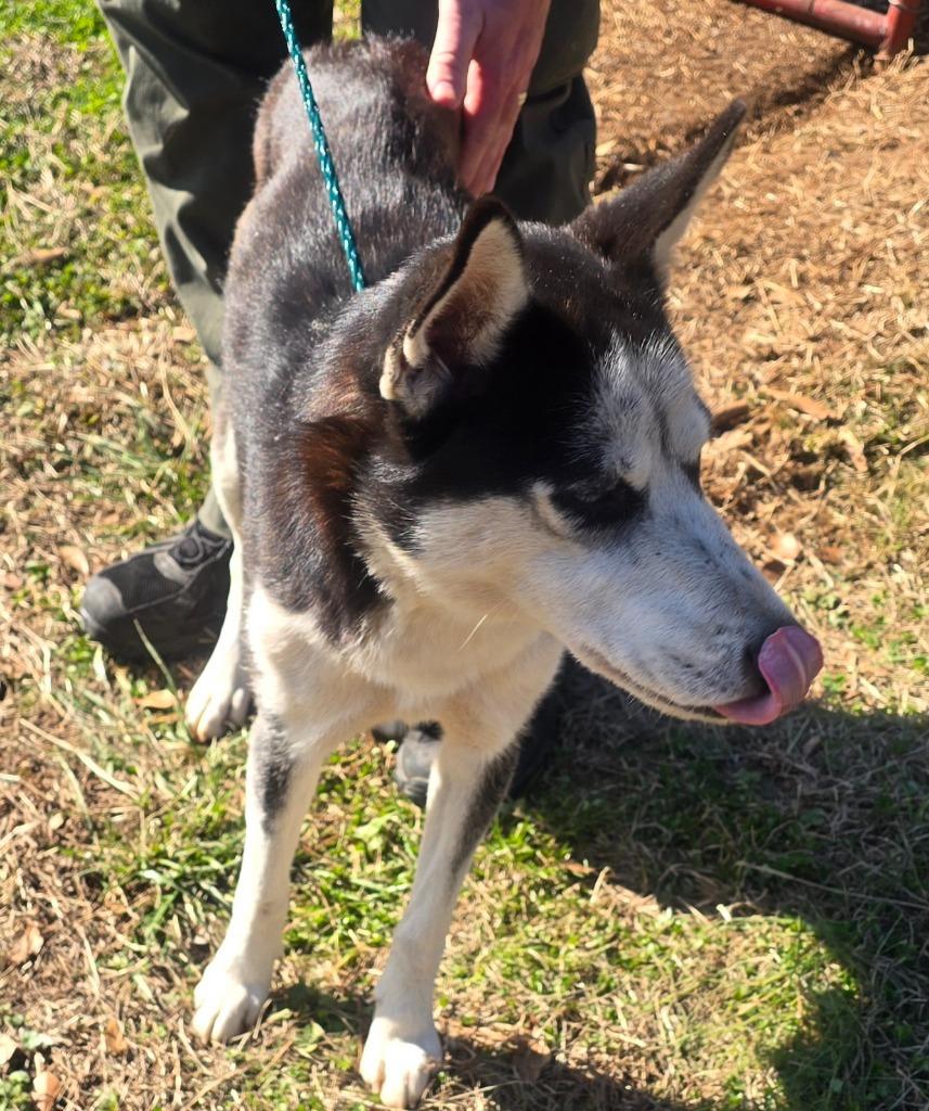 Barnsley, Adoptable, Young Female Husky.