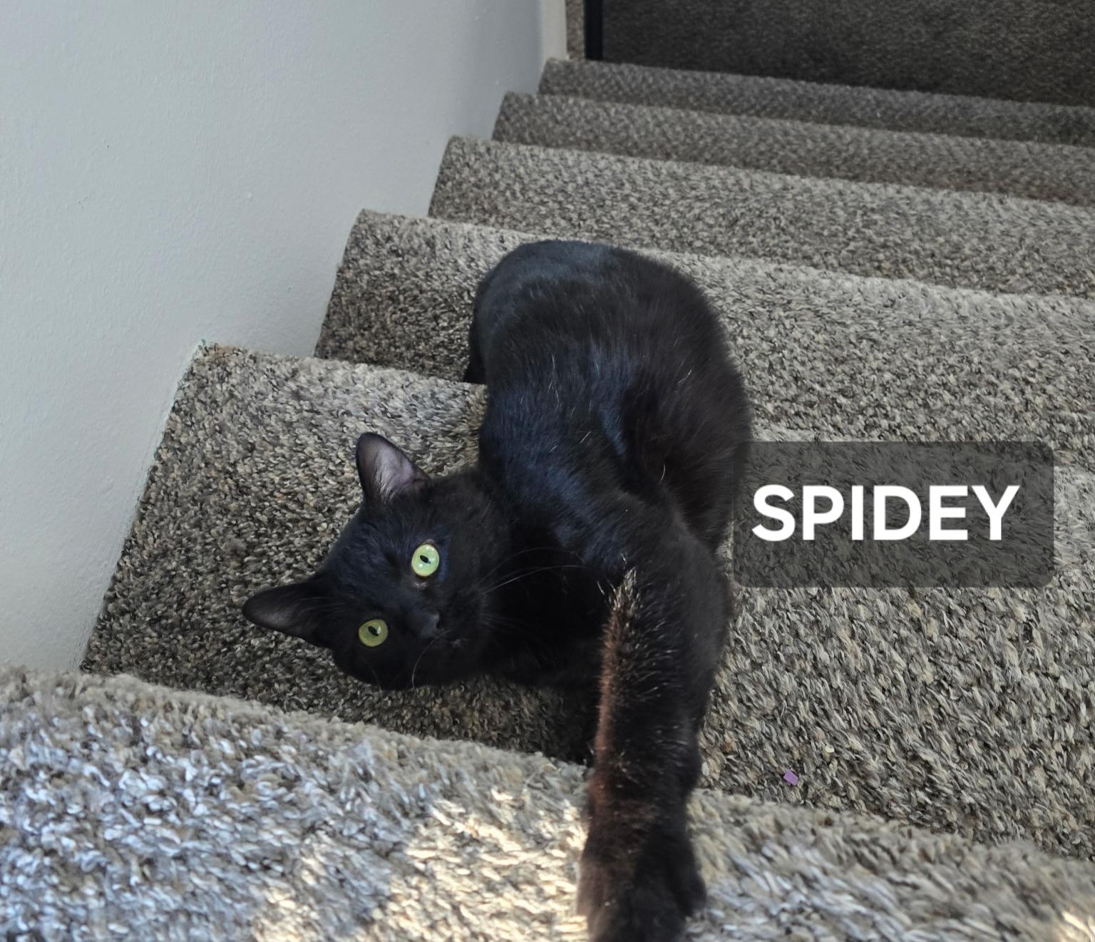 Spidey, ADOPTABLE, Adult Male Domestic Short Hair.
