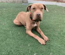 Enlarge Macy, a Adoptable Pit Bull Terrier in San Diego, CA image 1/2