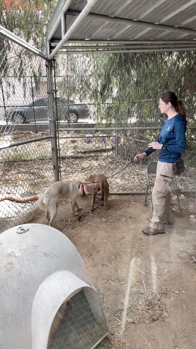 Enlarge Macy, a Adoptable Pit Bull Terrier in San Diego, CA video 2/2