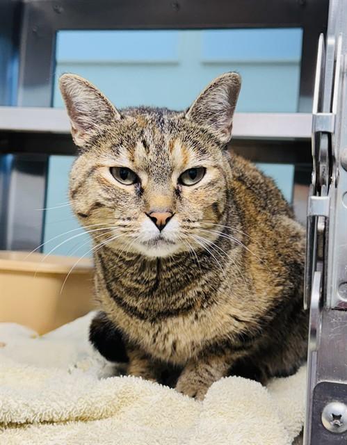 NALA, Adoptable, Adult Female Domestic Short Hair.
