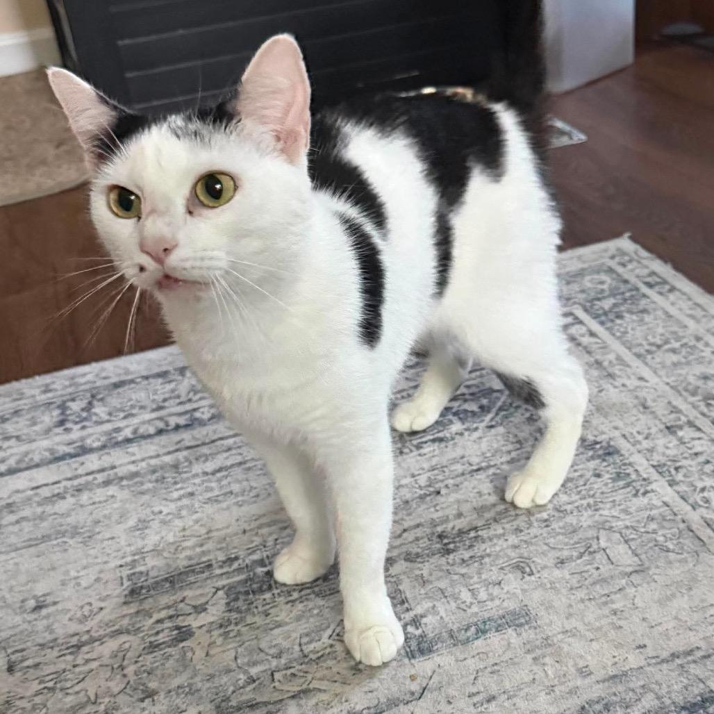 Cindy Clawford, Adoptable, Adult Female Domestic Short Hair.
