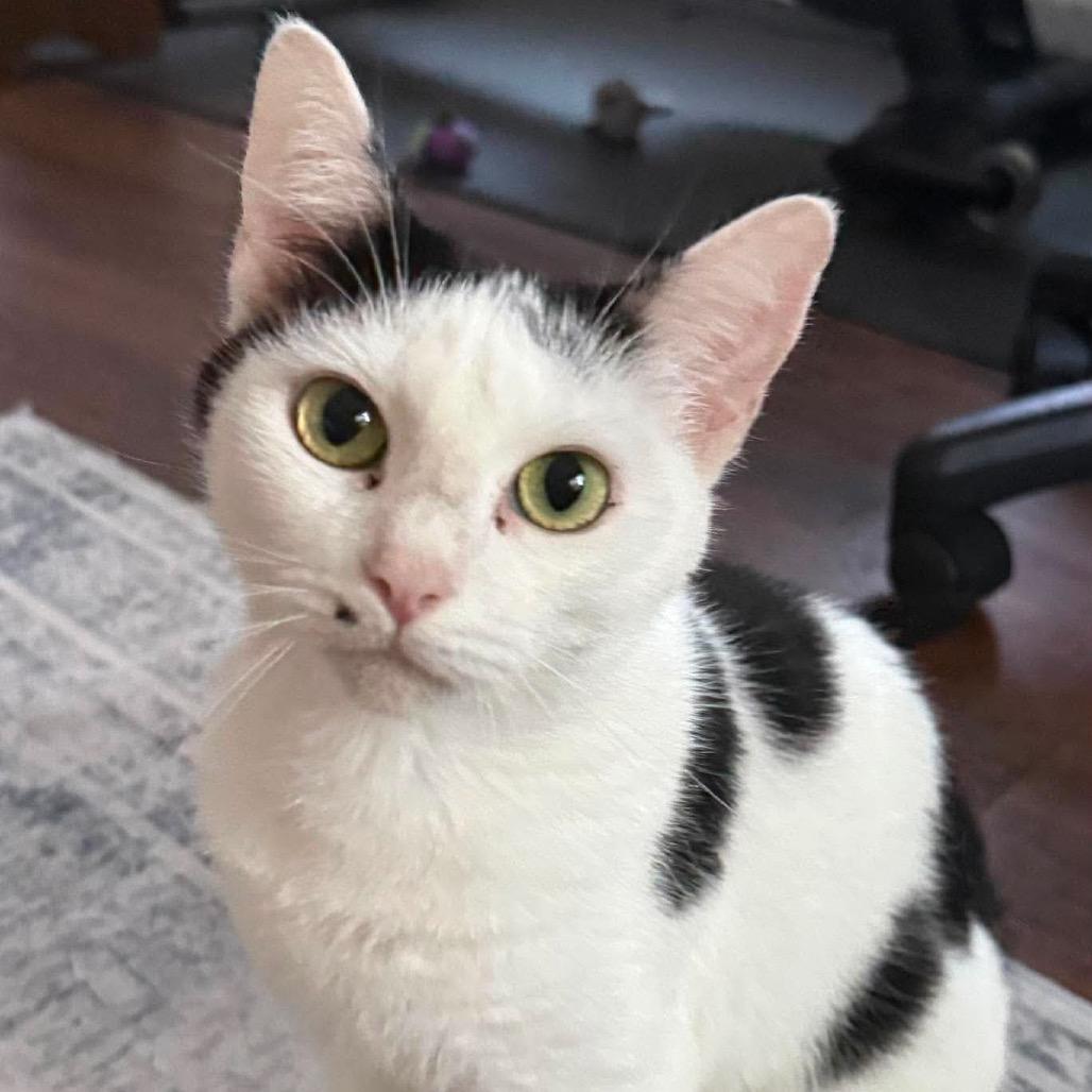 Enlarge Cindy Clawford, a Adoptable Domestic Short Hair in Brevard, NC image 2/5