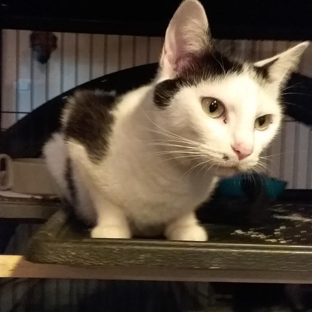Enlarge Cindy Clawford, a Adoptable Domestic Short Hair in Brevard, NC image 4/5