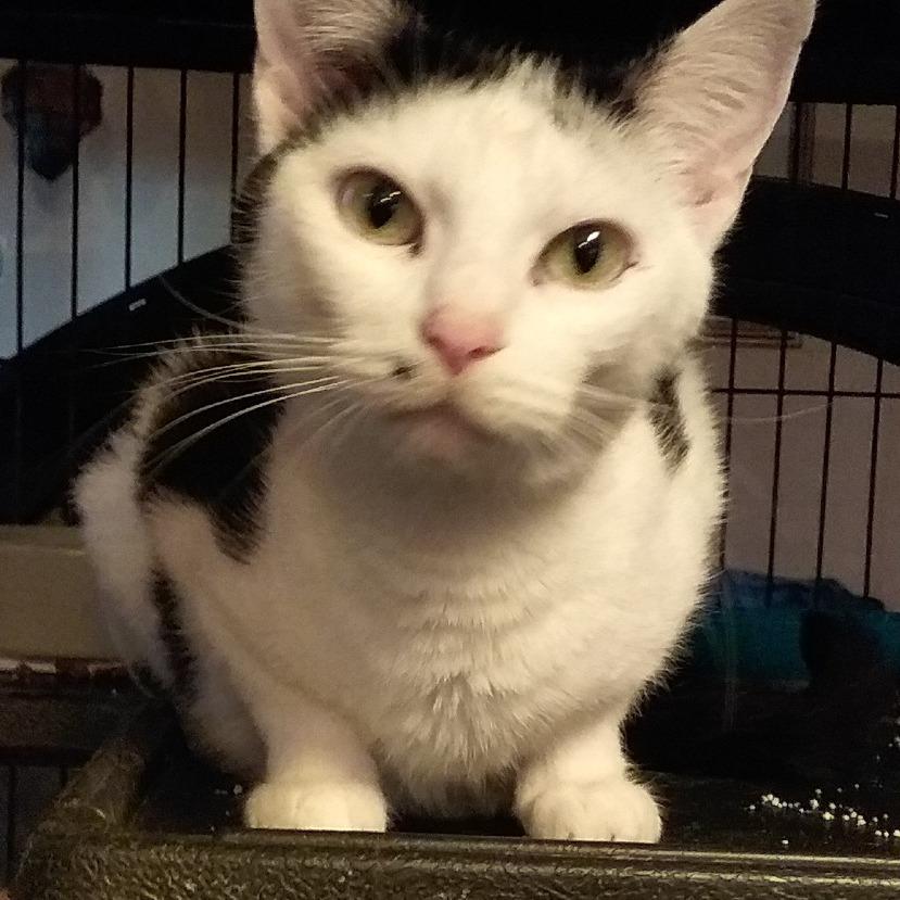 Enlarge Cindy Clawford, a Adoptable Domestic Short Hair in Brevard, NC image 5/5