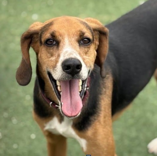 Jerry, a ADOPTABLE Hound in Cherryfield, ME image 2/2