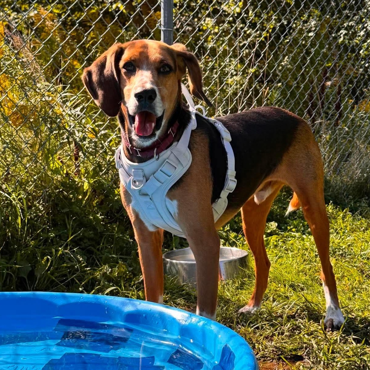 Jerry, a ADOPTABLE Hound in Cherryfield, ME image 1/2
