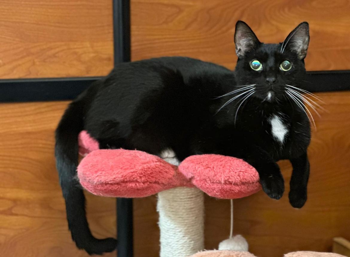 Stevie Ray & Toothless ~ Bonded Brothers