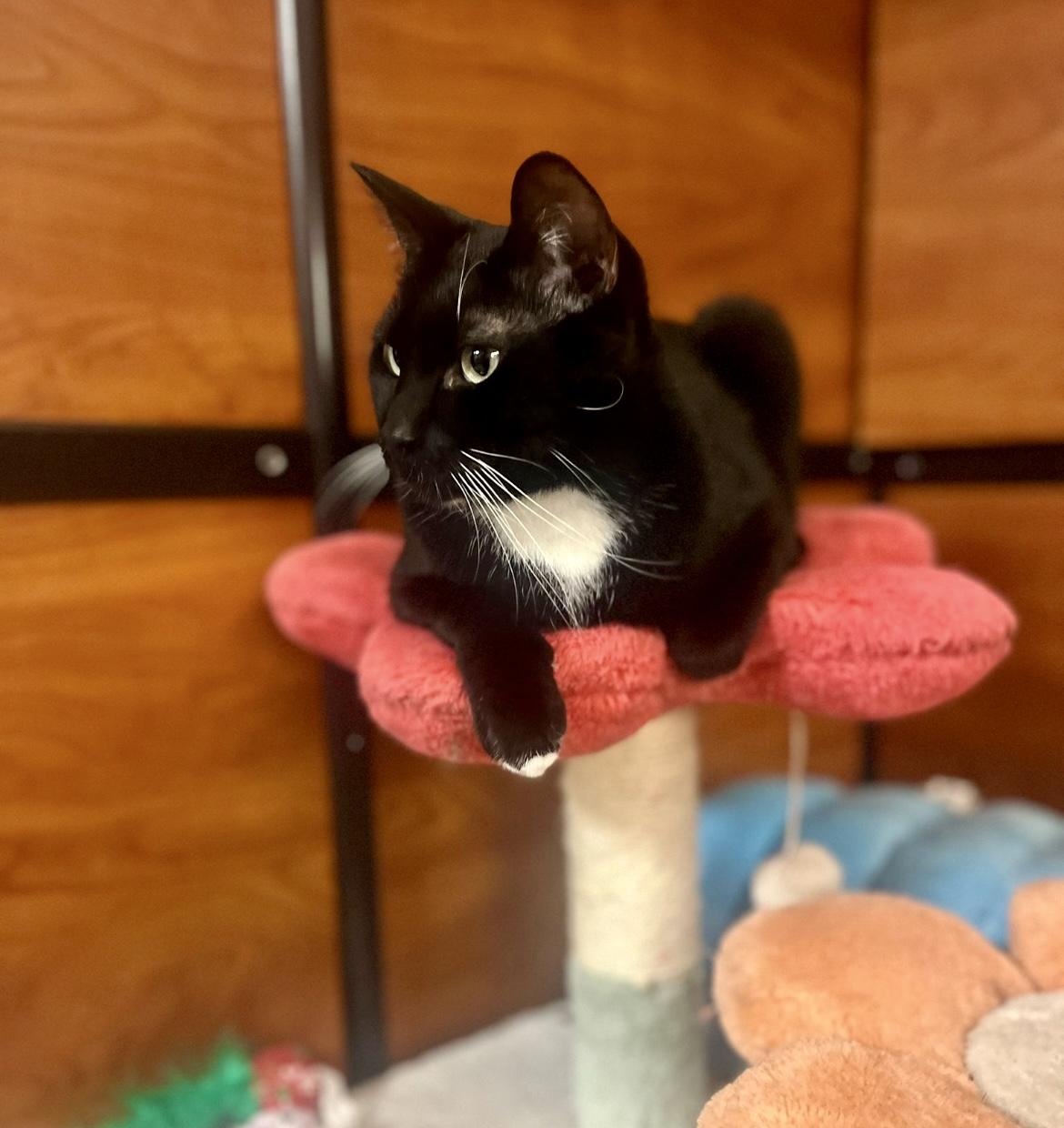 Stevie Ray & Toothless ~ Bonded Brothers