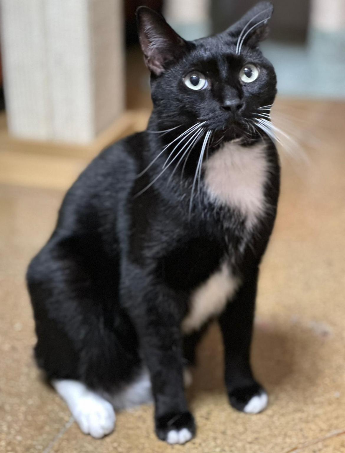 Stevie Ray & Toothless ~ Bonded Brothers
