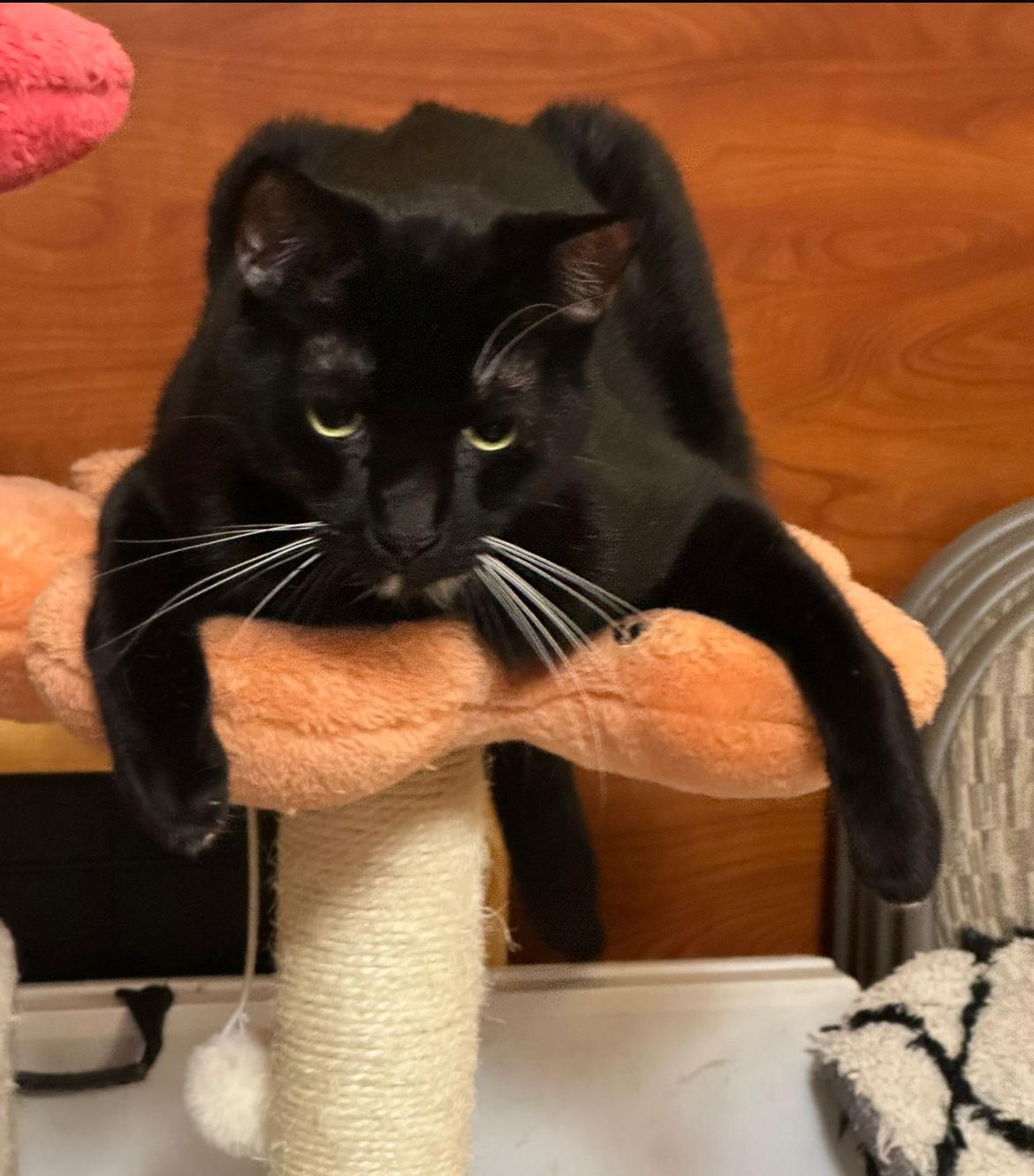 Stevie Ray & Toothless ~ Bonded Brothers