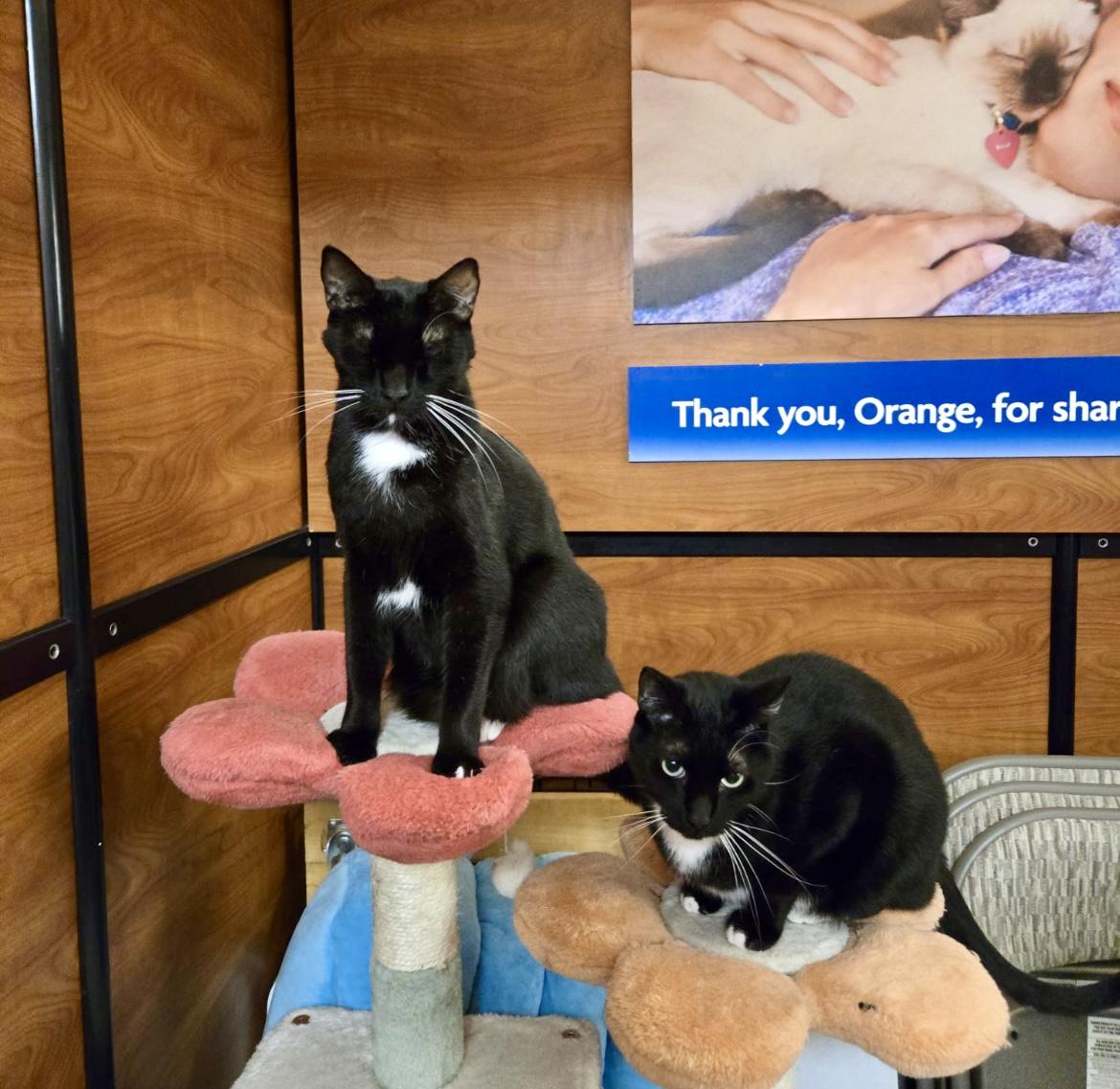 Stevie Ray & Toothless ~ Bonded Brothers