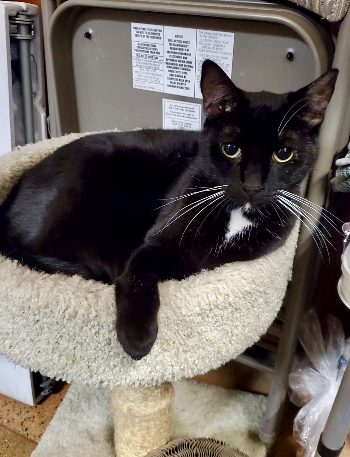 Stevie Ray & Toothless ~ Bonded Brothers