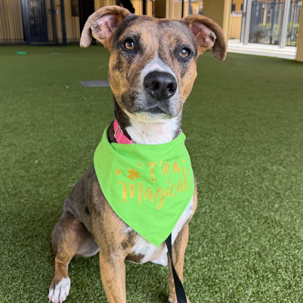 Sally, Adoptable, Adult Female Mixed Breed & Mixed Breed.