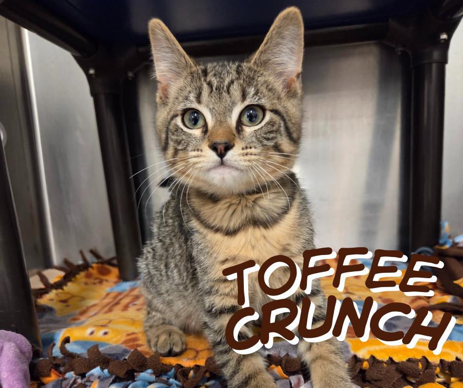 Toffee Crunch