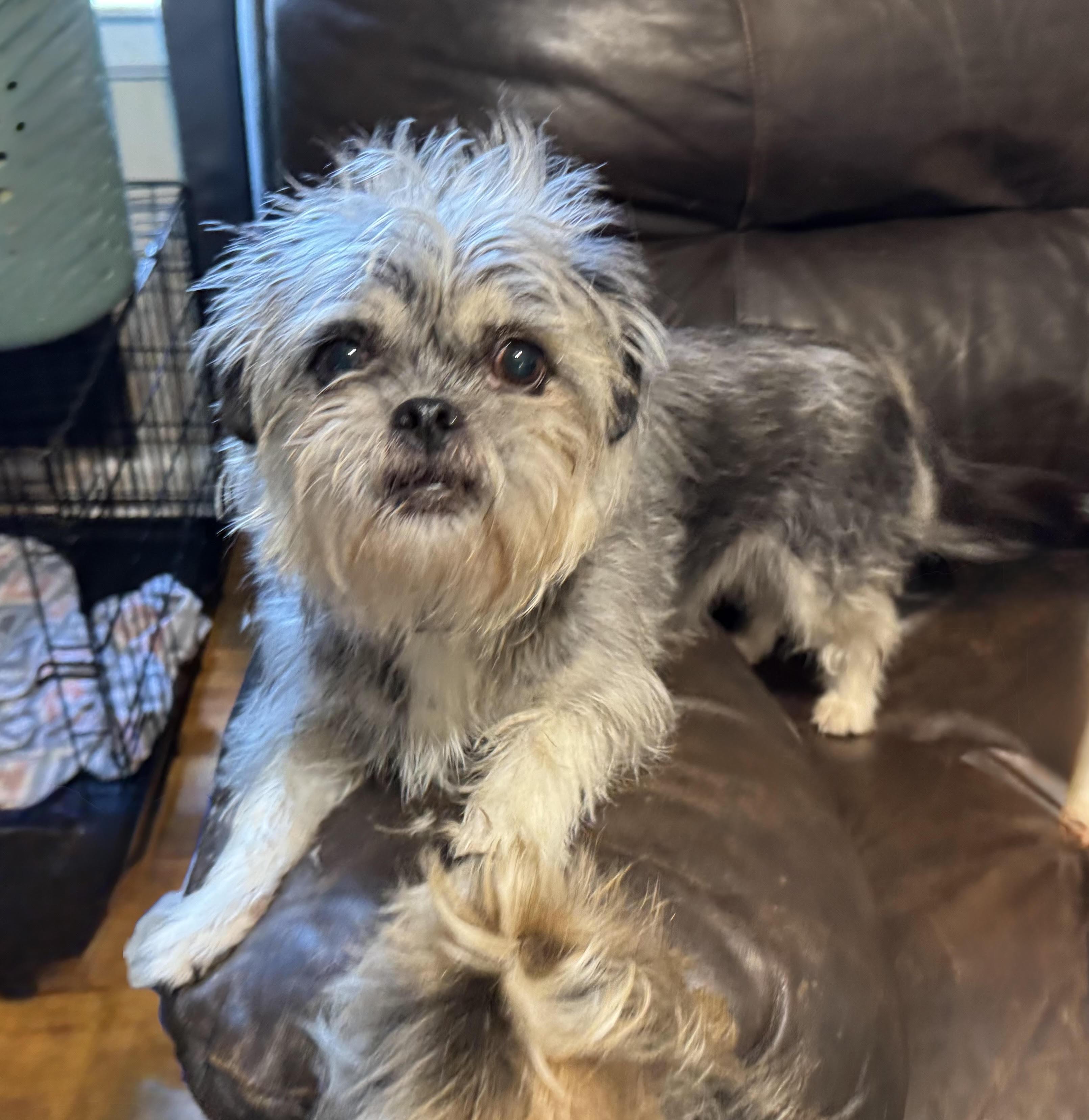 Enlarge Susie, an adopted mixed breed in Maiden, NC image 3/5
