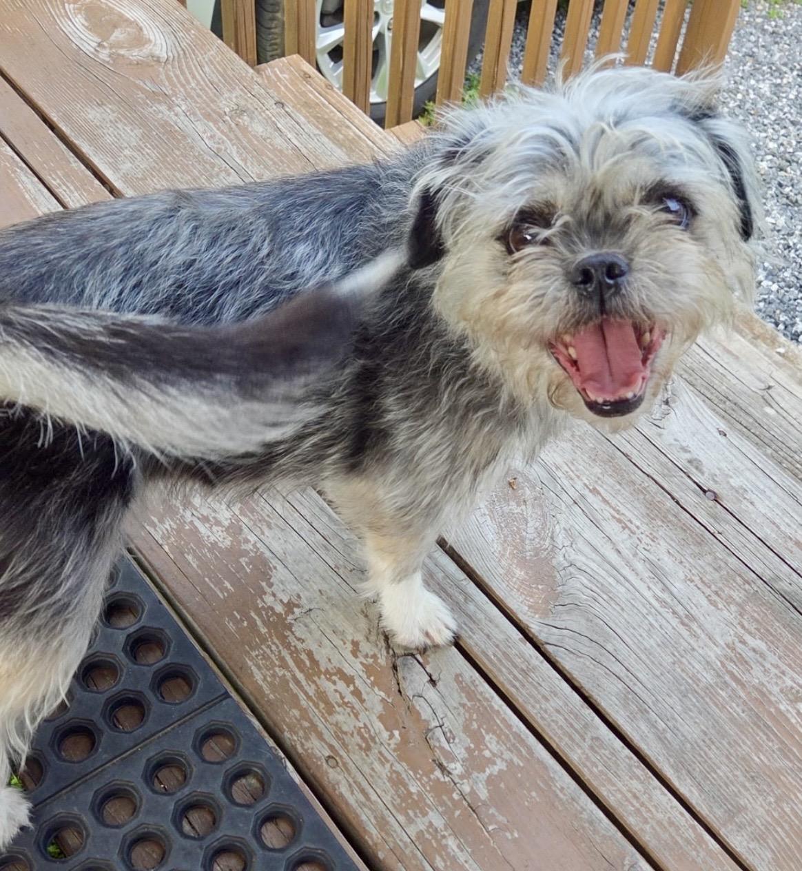 Enlarge Susie, an adopted mixed breed in Maiden, NC image 5/5