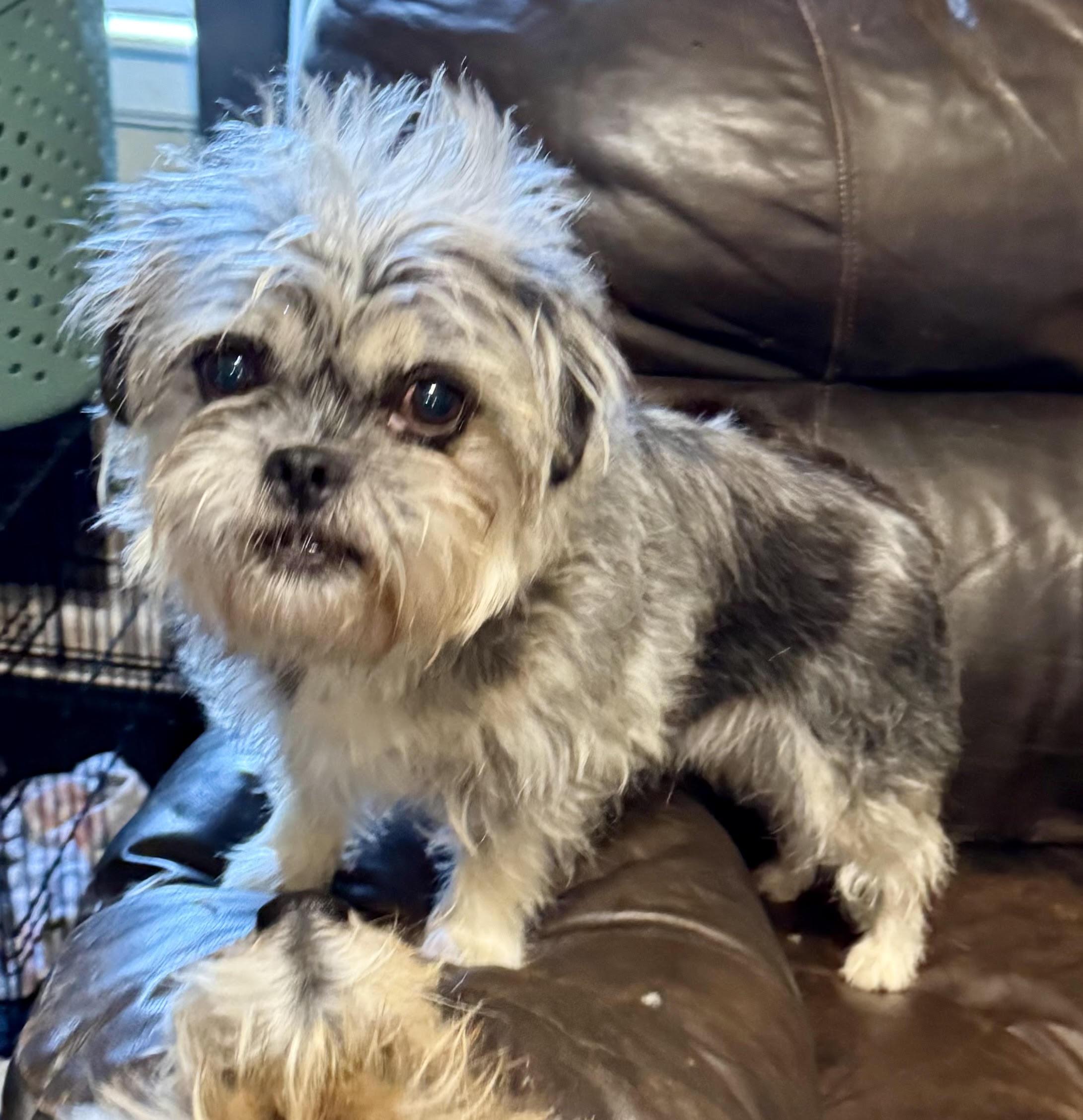 Enlarge Susie, an adopted mixed breed in Maiden, NC image 2/5
