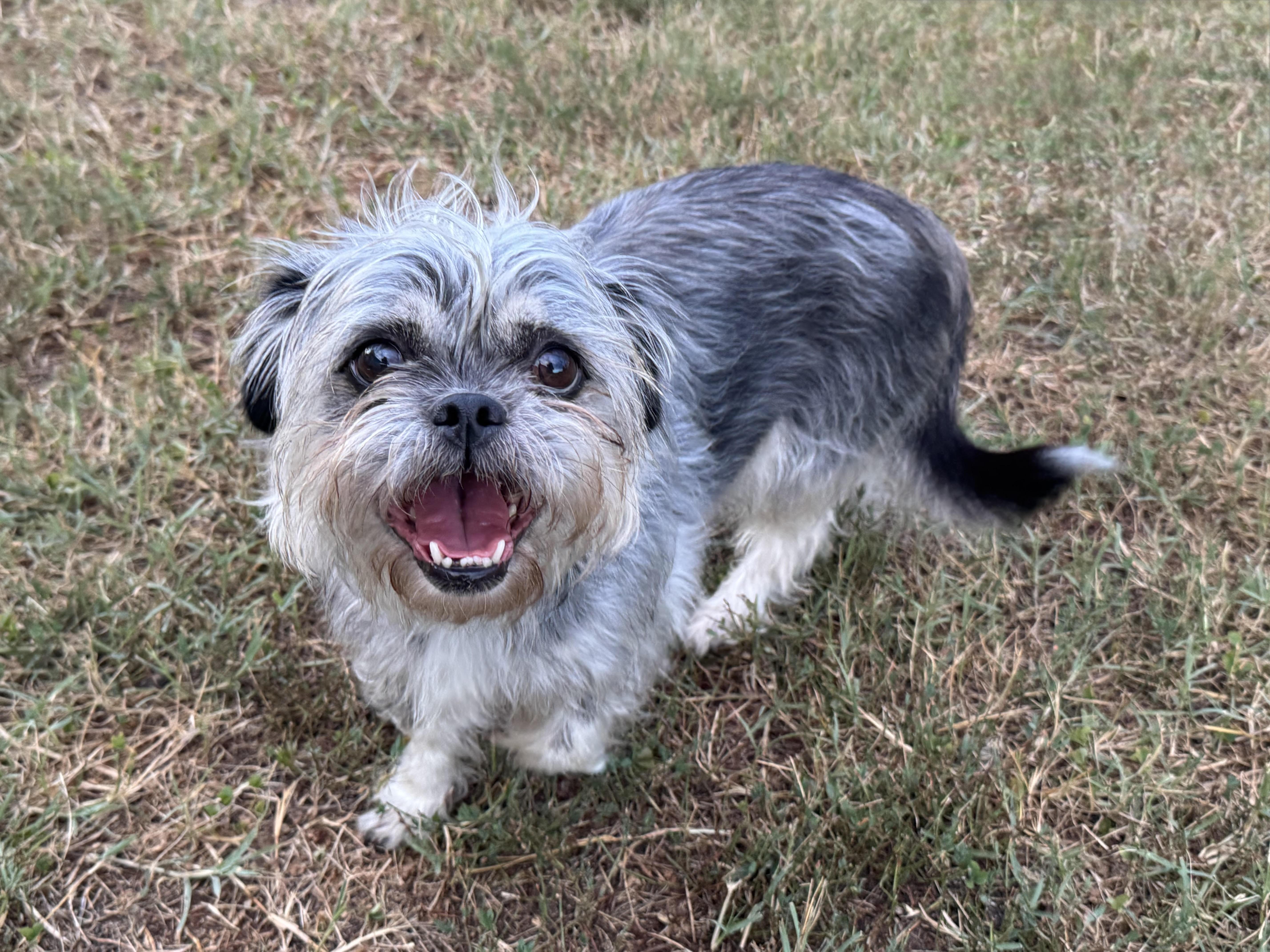 Susie, adopted, Adult Female Shih Tzu.