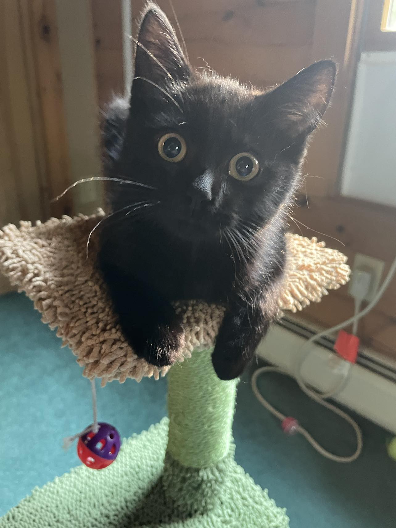 Westfield Homeless Cat Project - iubndhr