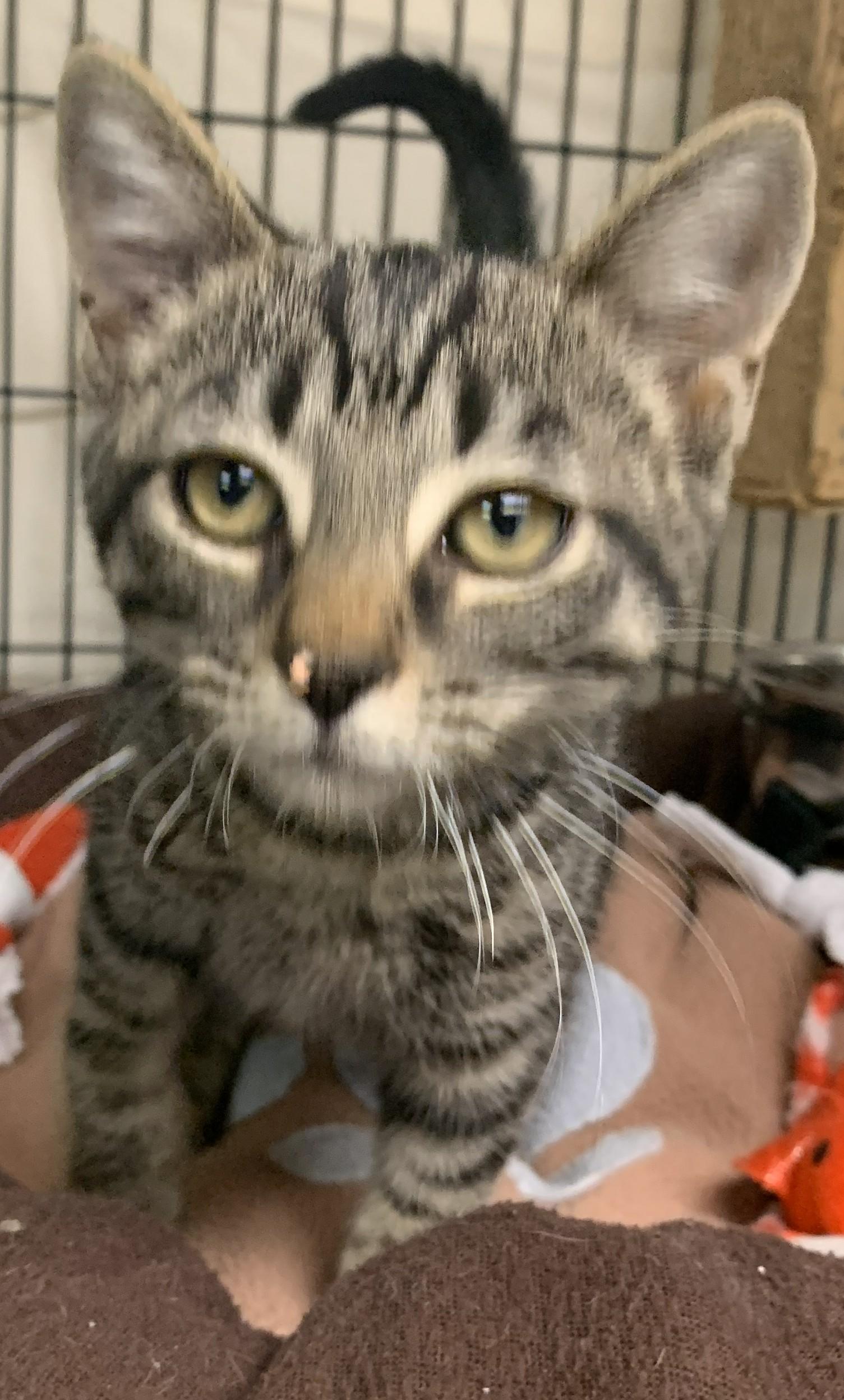 Xilly25, ADOPTABLE, Kitten Female Domestic Short Hair.