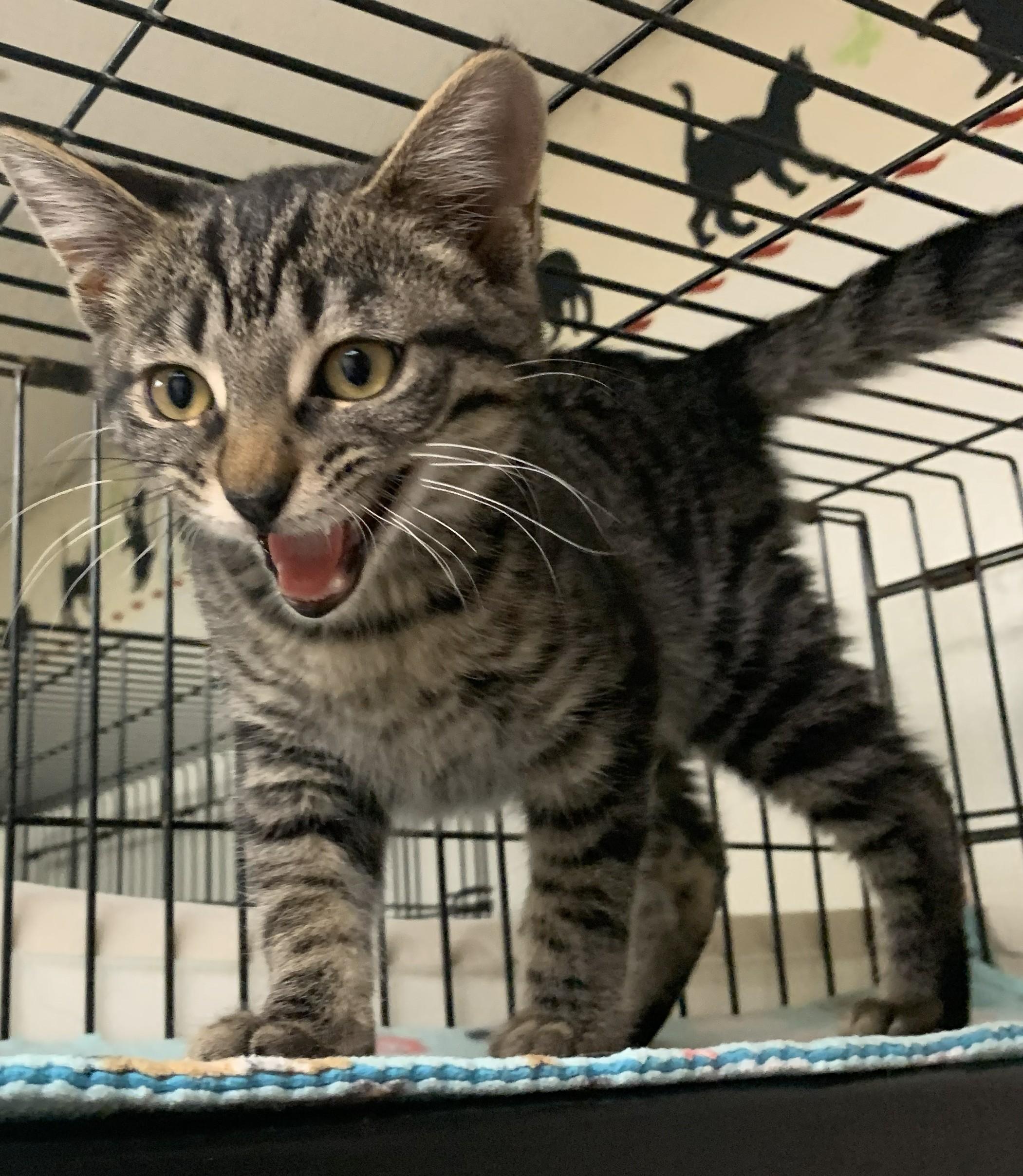 Enlarge Xilly25, a ADOPTABLE Domestic Short Hair in Milwaukee, WI image 3/6