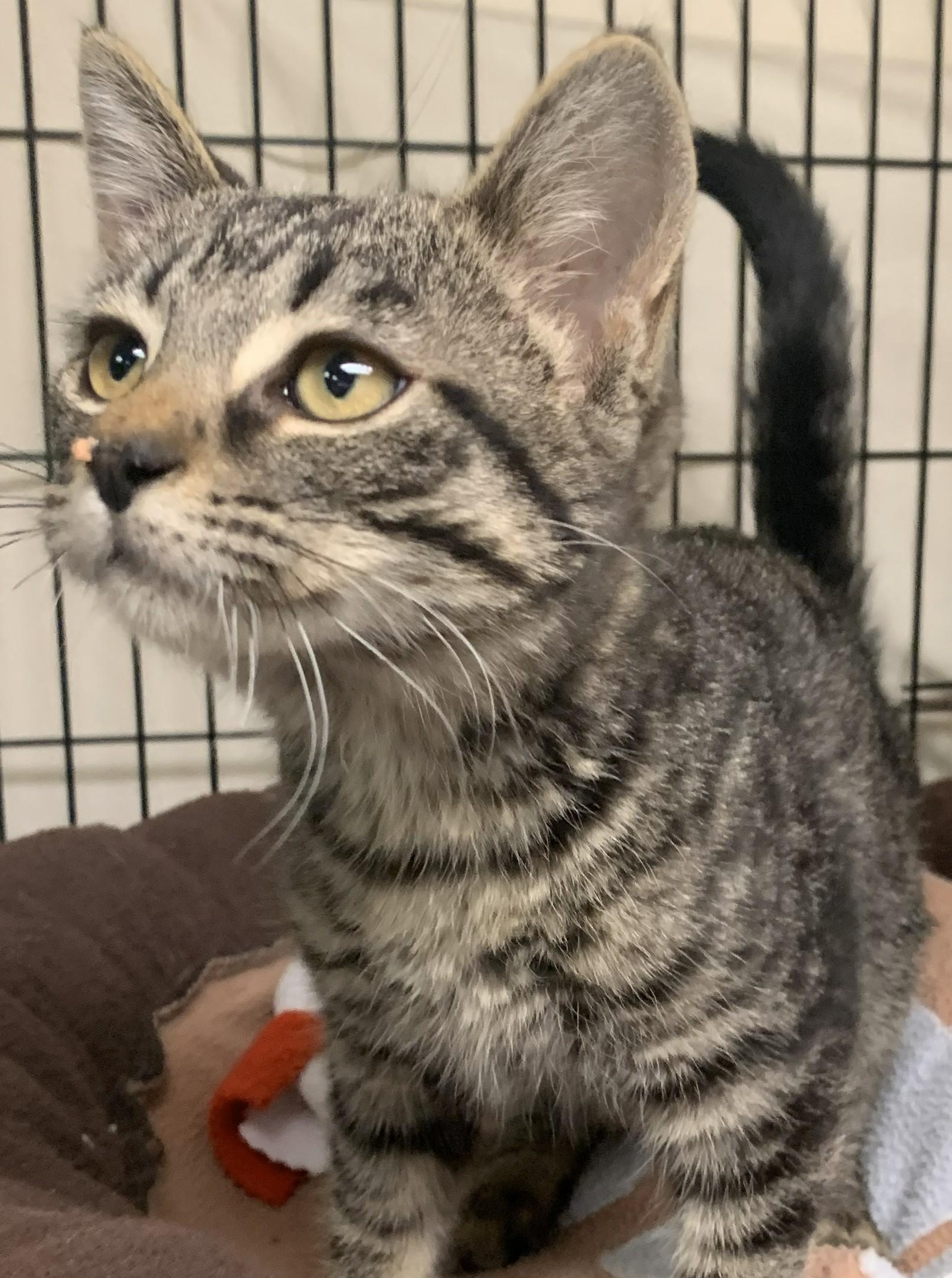 Enlarge Xilly25, a ADOPTABLE Domestic Short Hair in Milwaukee, WI image 6/6