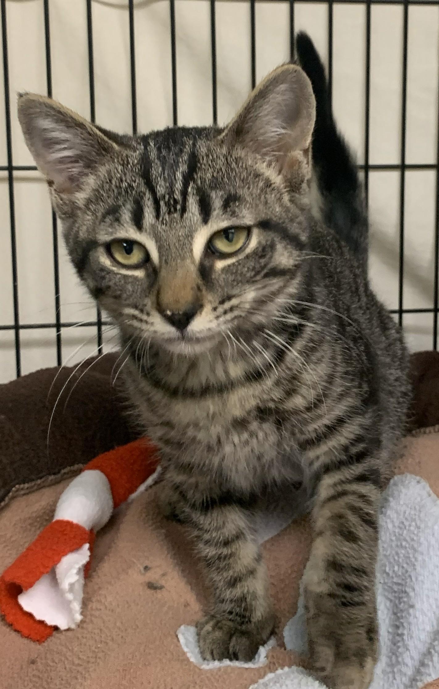 Enlarge Xilly25, a ADOPTABLE Domestic Short Hair in Milwaukee, WI image 5/6