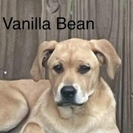 Enlarge Vanilla Bean (20260404-03), an adopted mixed breed in Mississauga, ON image 1/3