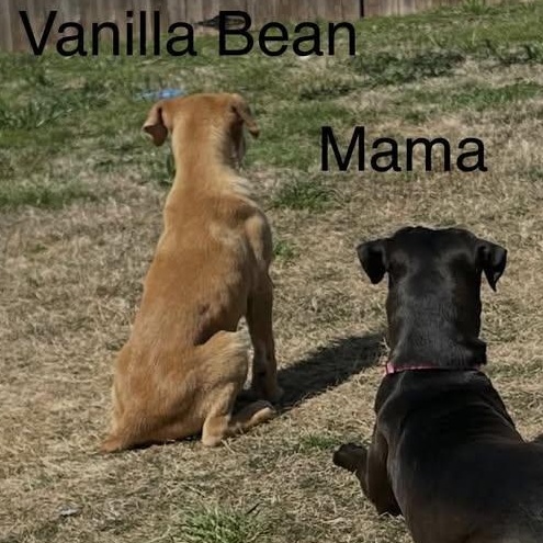 Enlarge Vanilla Bean (20260404-03), an adopted mixed breed in Mississauga, ON image 3/3