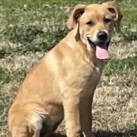 Enlarge Vanilla Bean (20260404-03), an adopted mixed breed in Mississauga, ON image 2/3