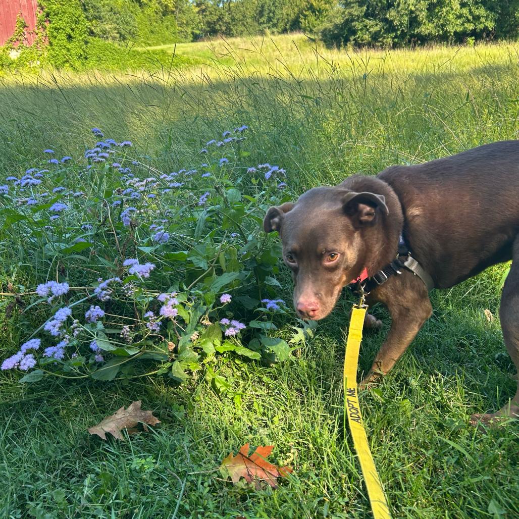 Enlarge Hershey, a Adoptable mixed breed in Newark, DE image 1/6