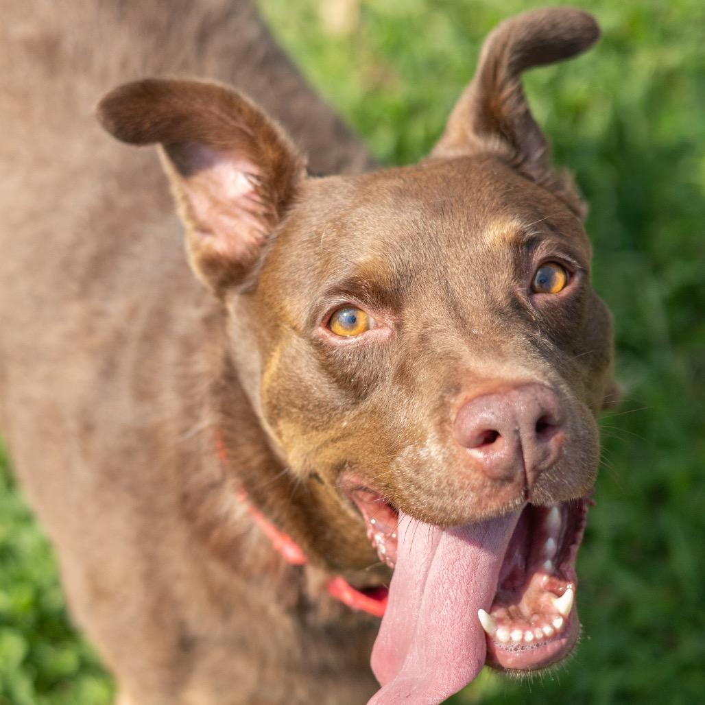 Enlarge Hershey, a Adoptable mixed breed in Newark, DE image 3/6