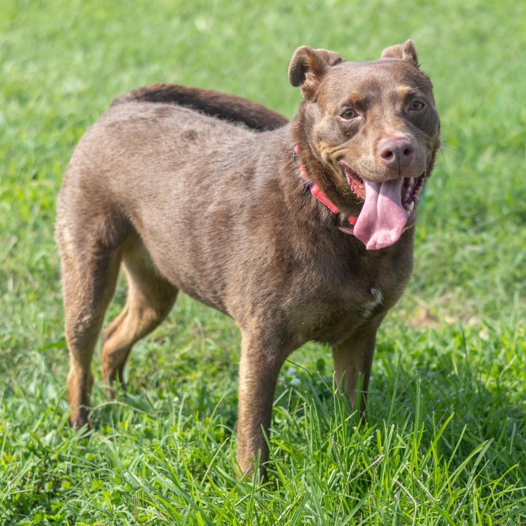Enlarge Hershey, a Adoptable mixed breed in Newark, DE image 6/6