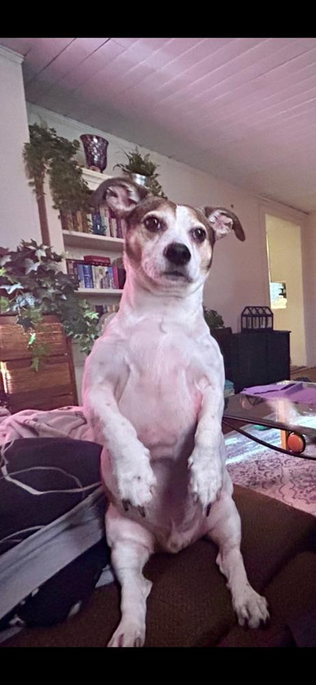 Courtesty Post - Louie, Adoptable, Senior Male Beagle & Terrier.