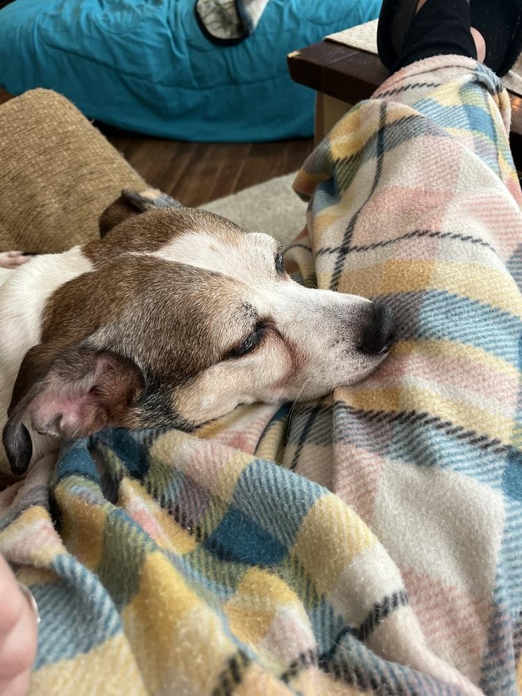 Enlarge Courtesty Post - Louie, a Adoptable mixed breed in Waterbury, CT image 2/5