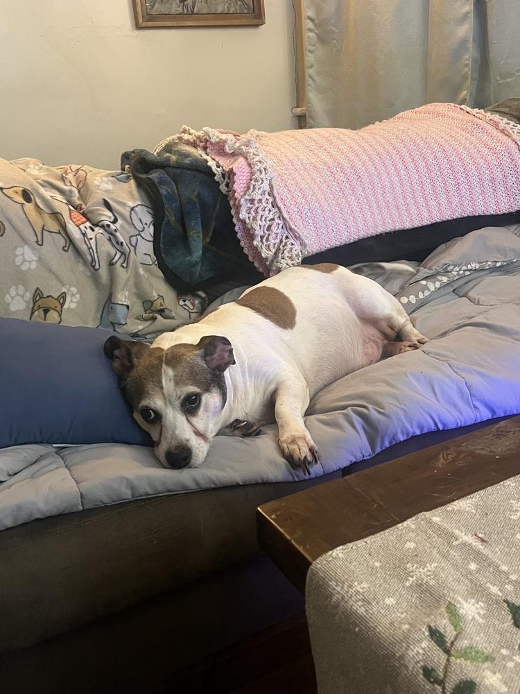 Enlarge Courtesty Post - Louie, a Adoptable mixed breed in Waterbury, CT image 3/5