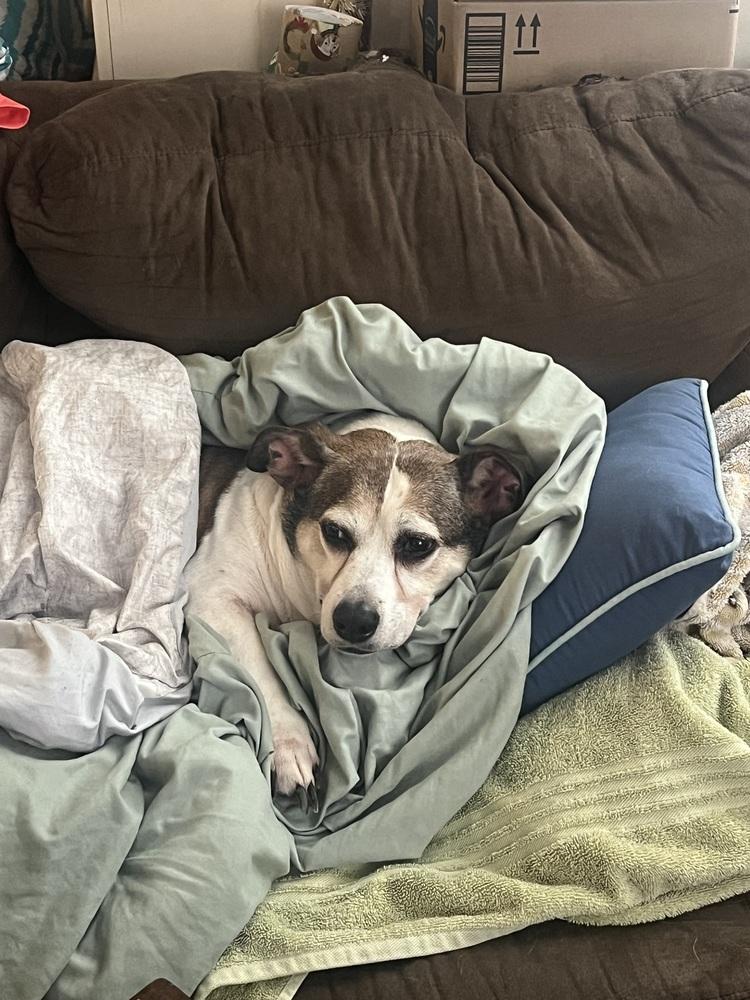 Courtesty Post - Louie, Adoptable, Senior Male Beagle & Terrier.