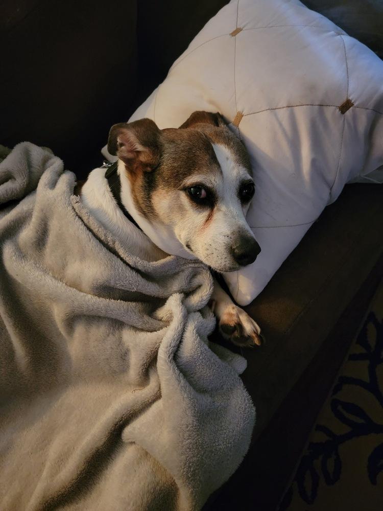 Enlarge Courtesty Post - Louie, a Adoptable mixed breed in Waterbury, CT image 5/5