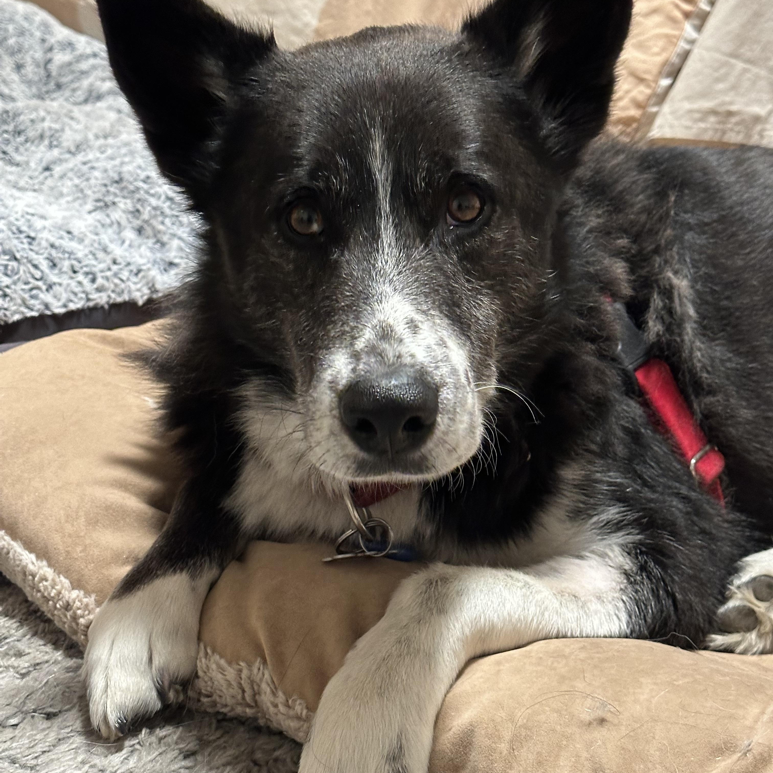 Enlarge MAGIC, a Adoptable mixed breed in New Paltz, NY image 1/6