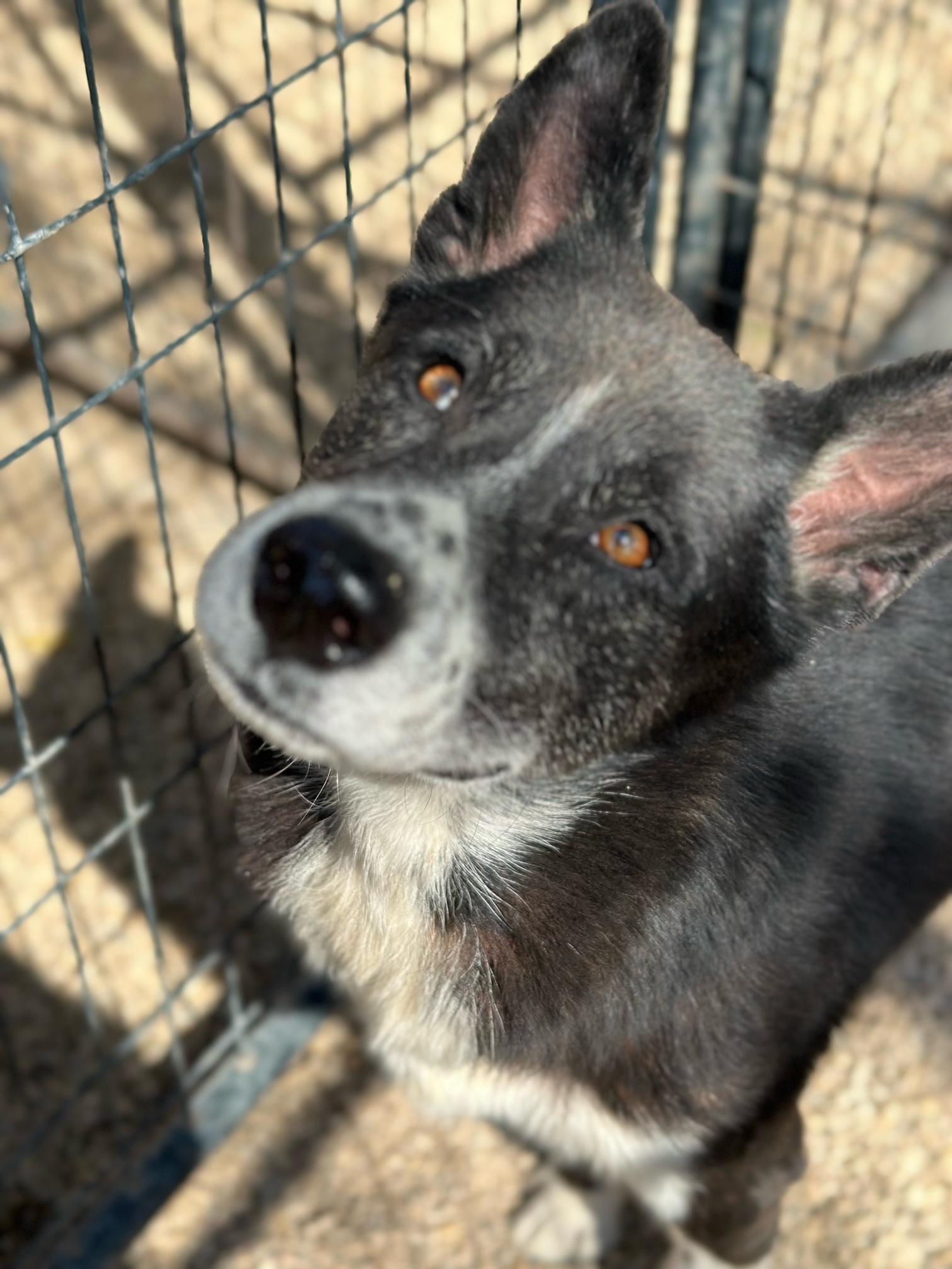 MAGIC, Adoptable, Young Male Border Collie & Husky.