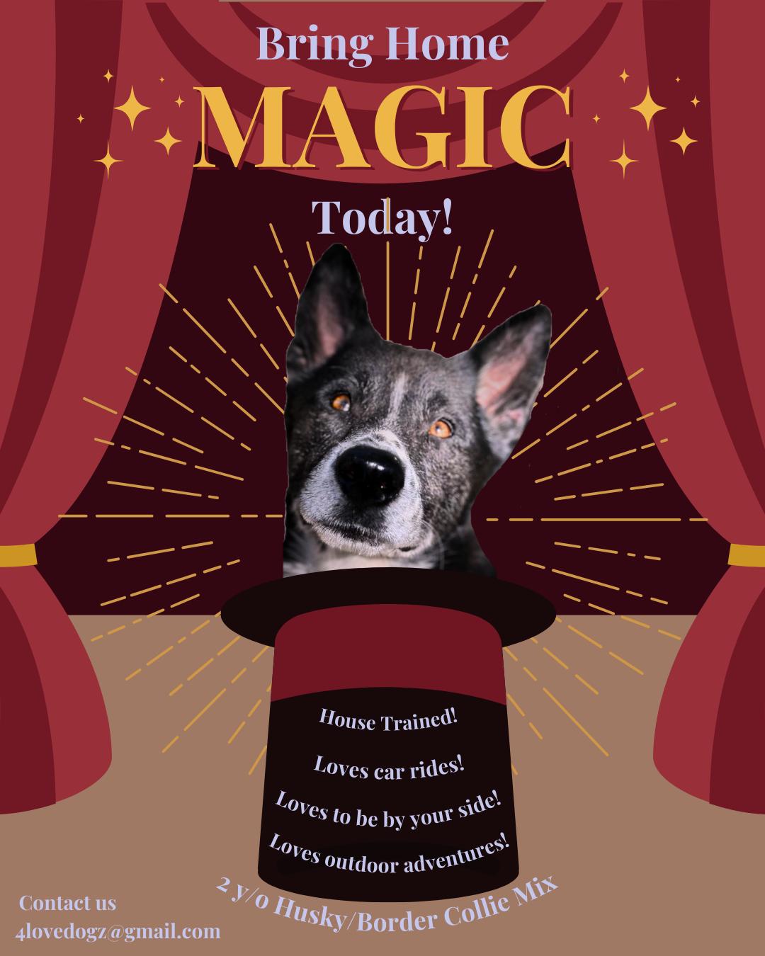 Enlarge MAGIC, a Adoptable mixed breed in New Paltz, NY image 3/6