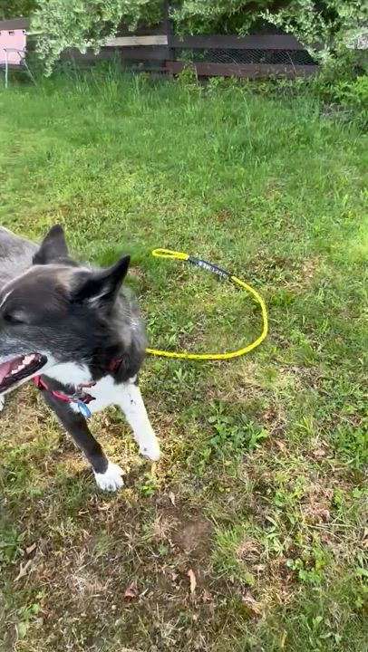 Enlarge MAGIC, a Adoptable mixed breed in New Paltz, NY video 4/6