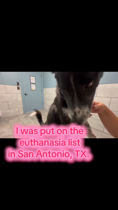 Enlarge MAGIC, a Adoptable mixed breed in New Paltz, NY video 5/6