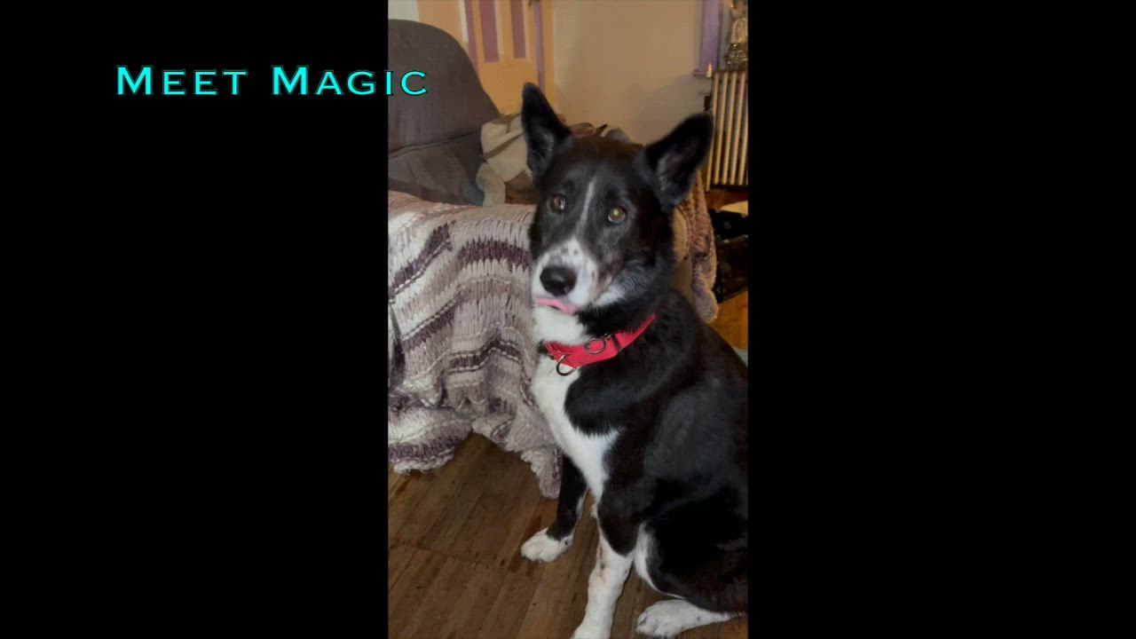 Enlarge MAGIC, a Adoptable mixed breed in New Paltz, NY video 6/6