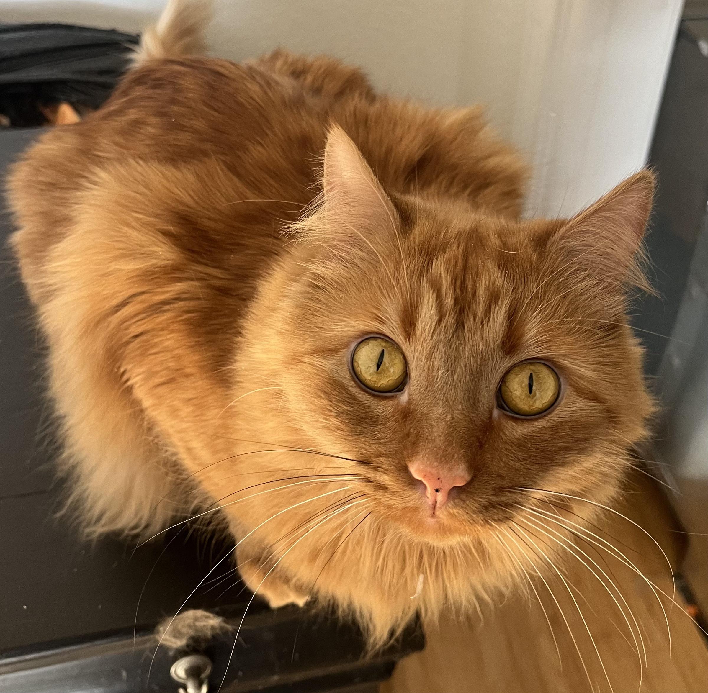 Pelé, a Adoptable mixed breed in Albuquerque, NM image 6/6