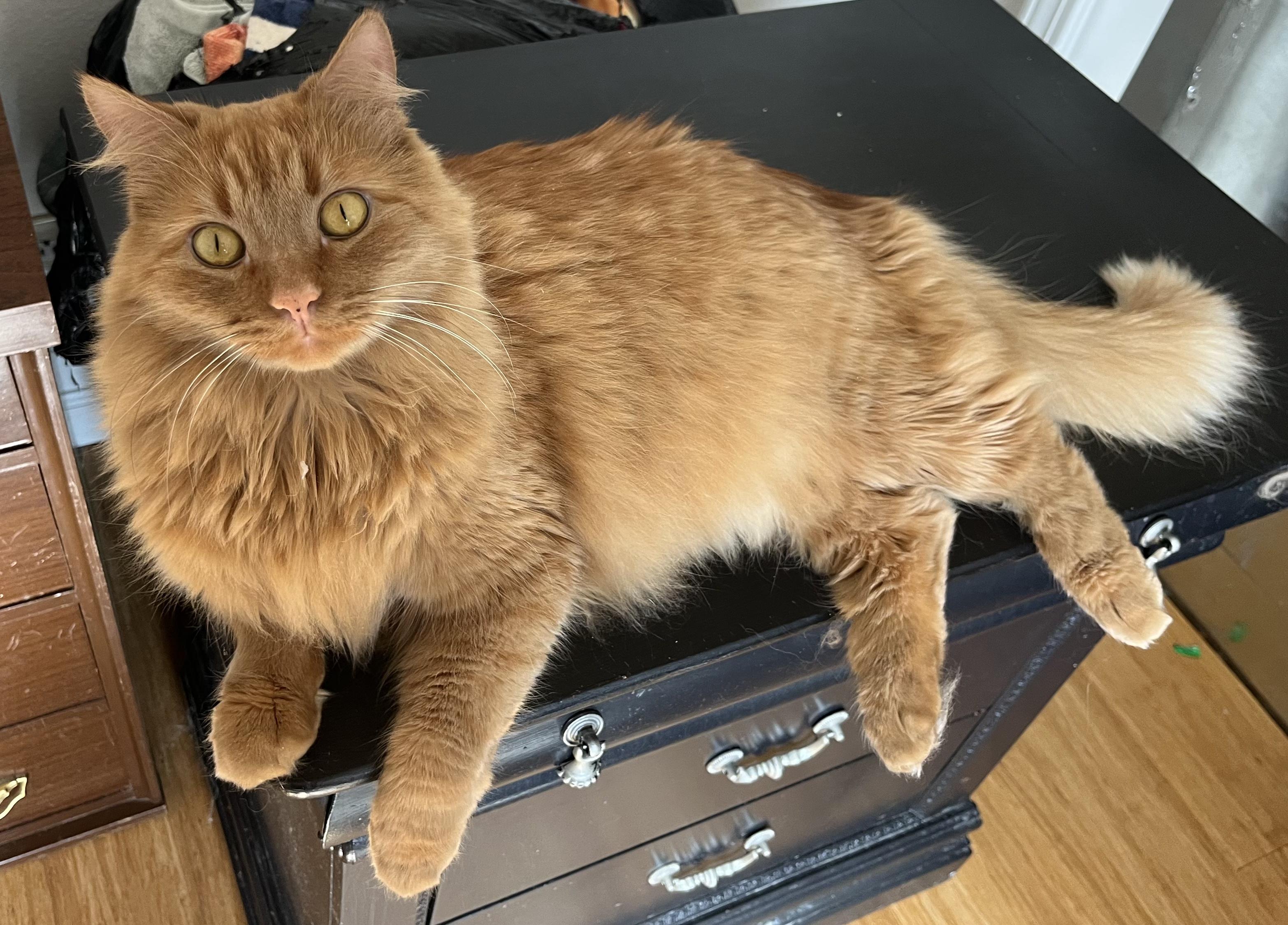 Pelé, an adoptable Domestic Long Hair, Tabby in Albuquerque, NM, 87199 | Photo Image 5